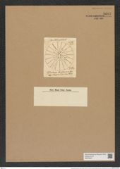 Asteromphalus hiltonianus (Grev.) Ralfs. (de-Toni-Nr.: Genus 236, Species 5695) Zeichnungen Sammlung Grunow Nr. 9697 (NHMW-BOT-W0379637)